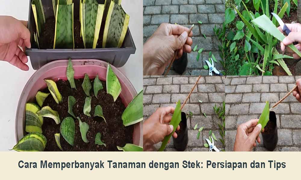 Cara Memperbanyak Tanaman dengan Stek