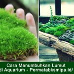 Cara Menumbuhkan Lumut di Aquarium
