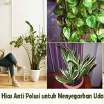 Tanaman Hias Anti Polusi