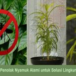 Tanaman Penolak Nyamuk Alami