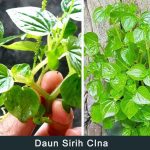 daun sirih cina