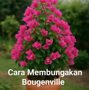 cara membungankan bougenville